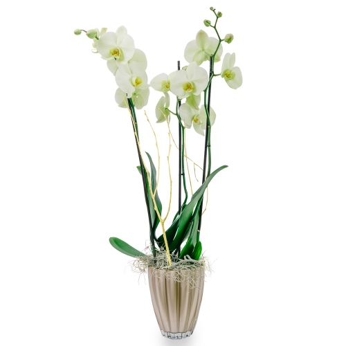 Light green orchid phalaenopsis